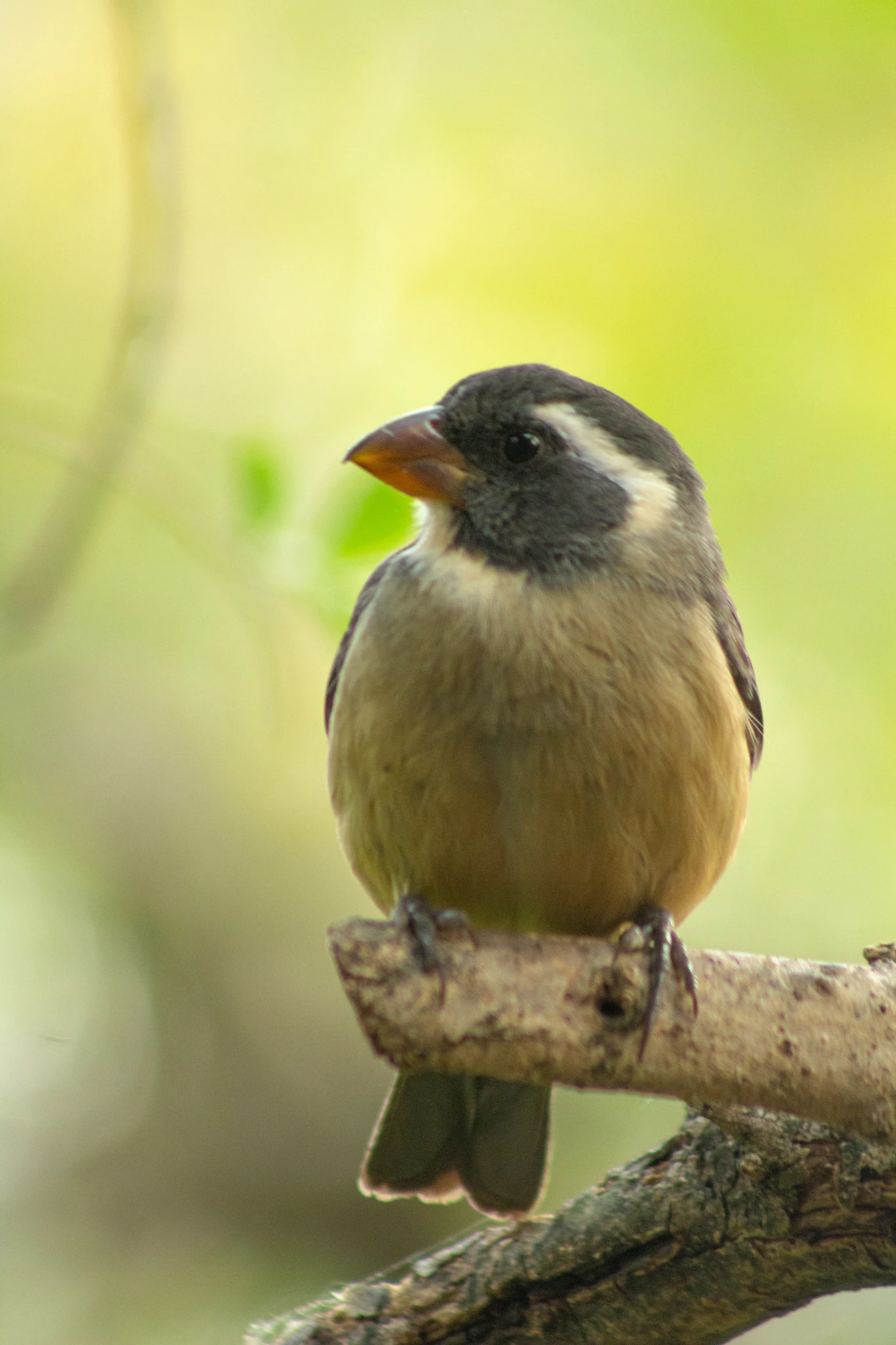 Ph: Virginia S. Barrientos