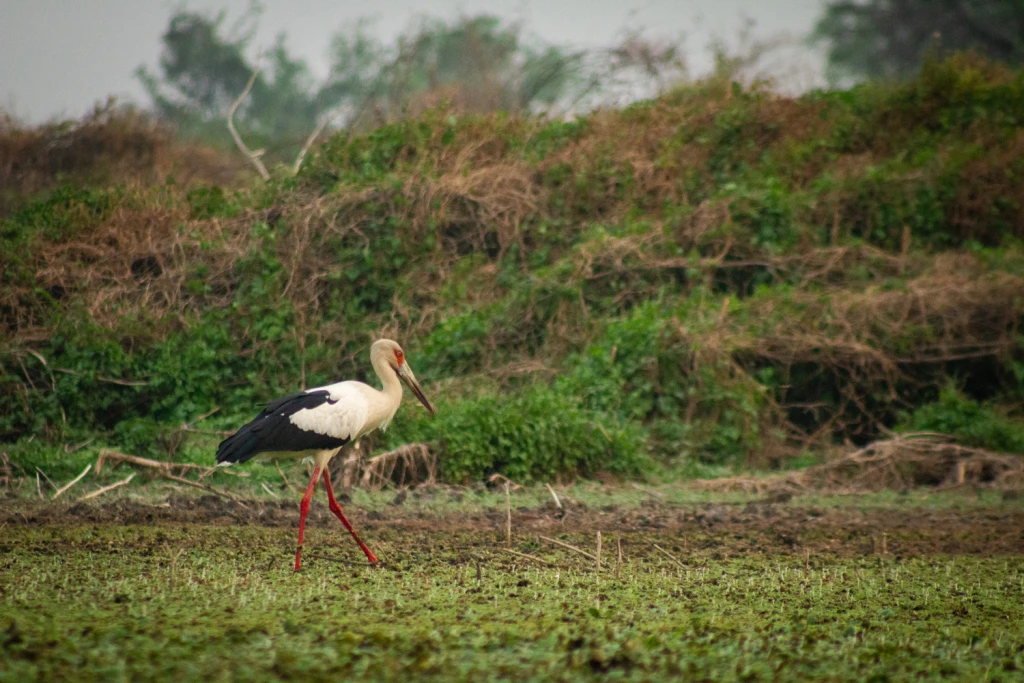 Bañado la Estrella Viajes Salvajes