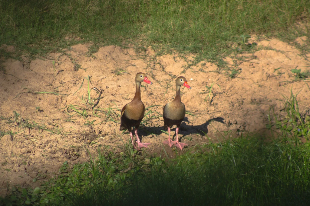 Virginia S. Barrientos