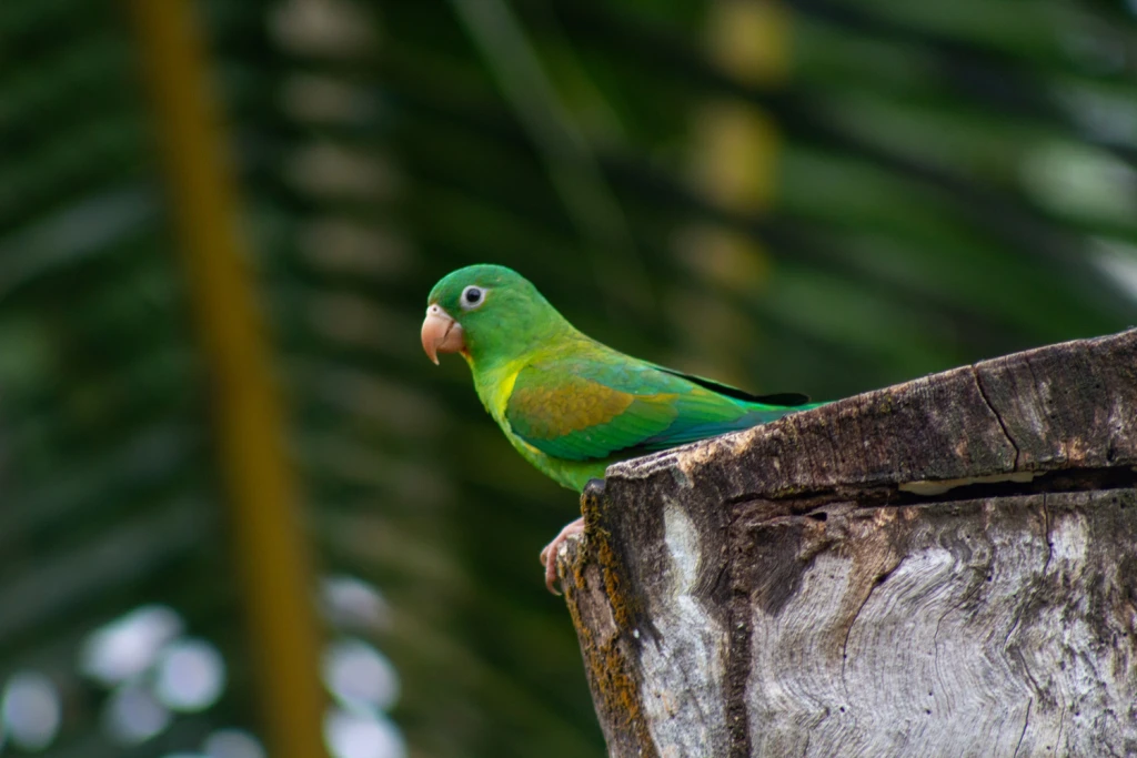 Costa Rica, Viajes Salvajes