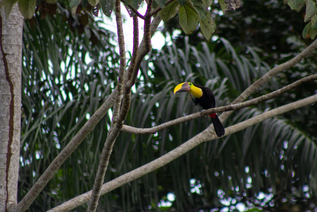 Costa Rica, Viajes Salvajes