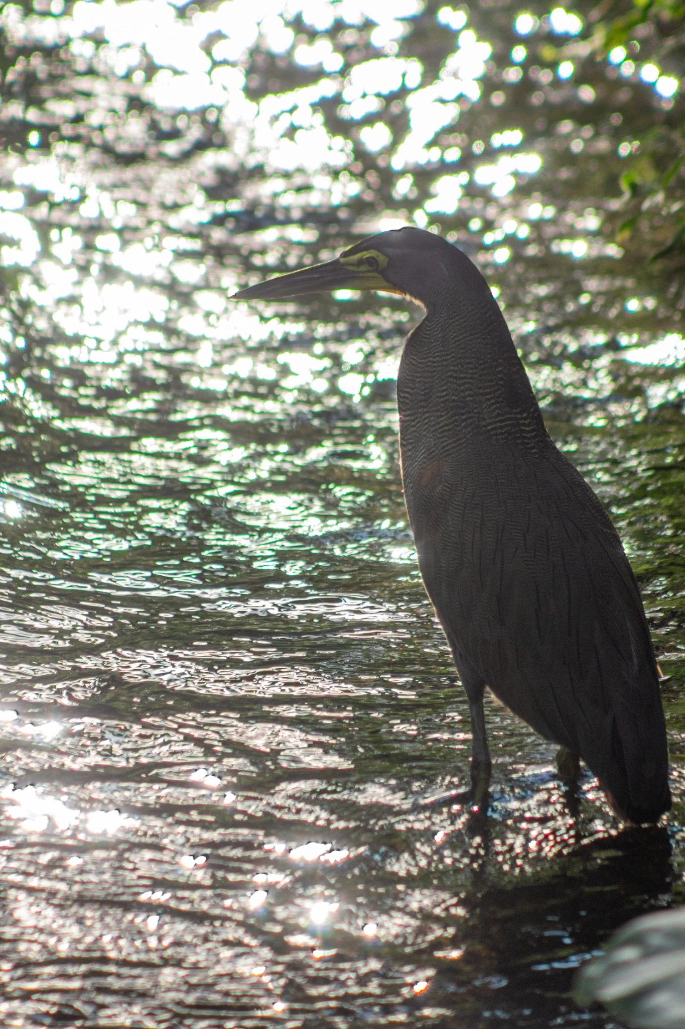 Costa Rica, Viajes Salvajes