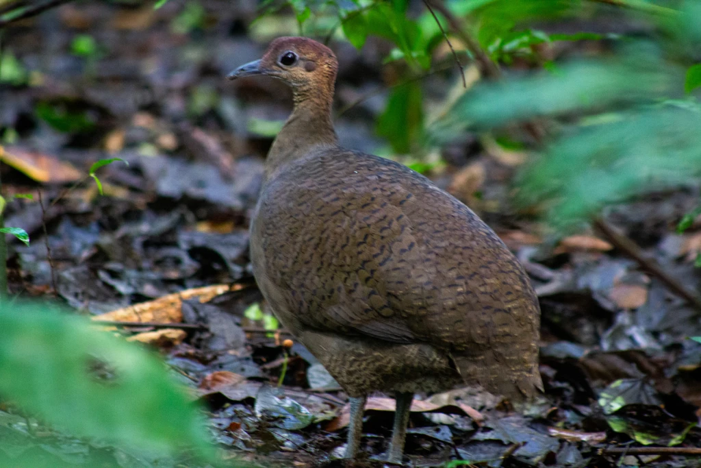 Costa Rica, Viajes Salvajes