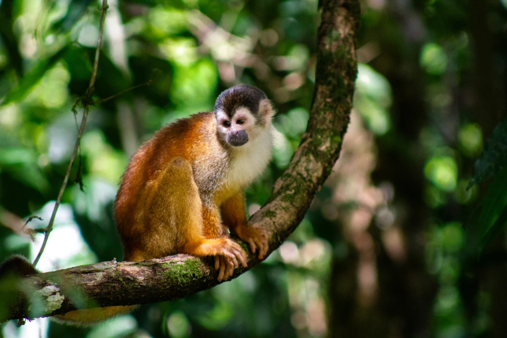 Costa Rica, Viajes Salvajes