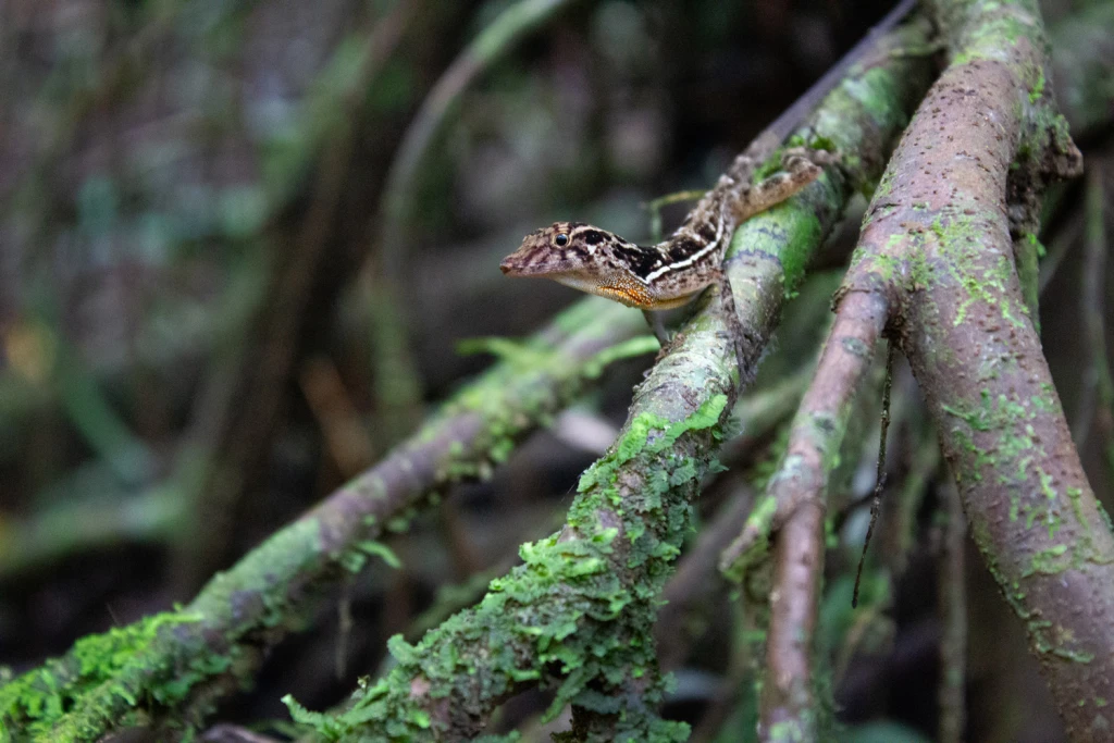 Costa Rica, Viajes Salvajes