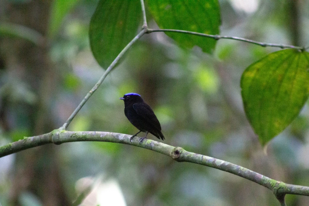Costa Rica, Viajes Salvajes