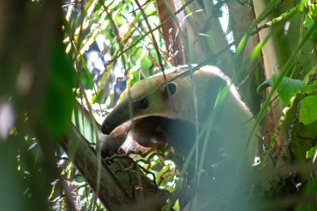 Costa Rica, Viajes Salvajes