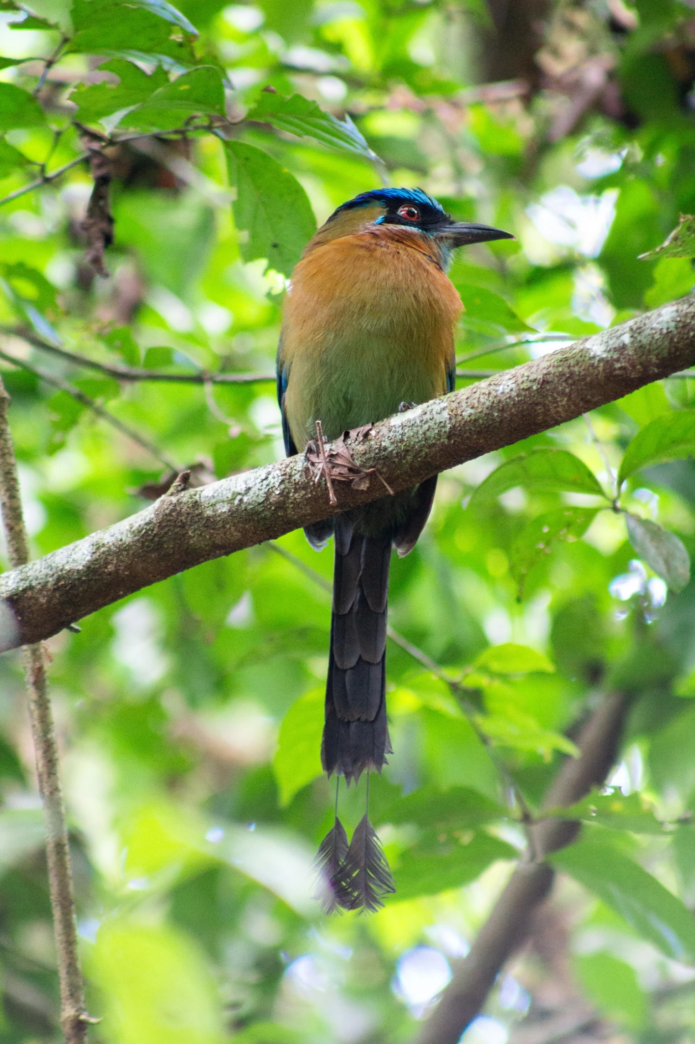 Costa Rica, Viajes Salvajes