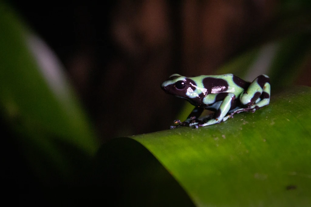 Costa Rica, Viajes Salvajes