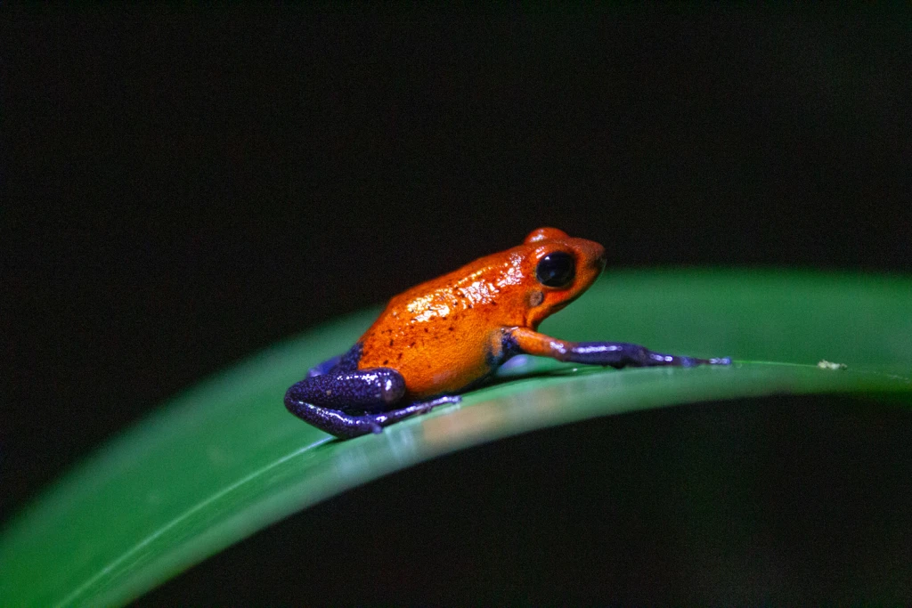 Costa Rica, Viajes Salvajes