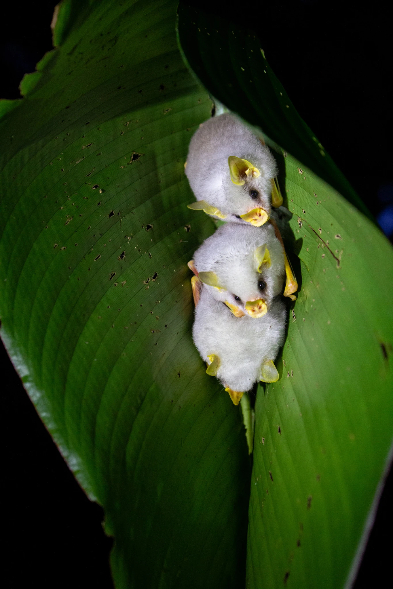 Costa Rica, Viajes Salvajes