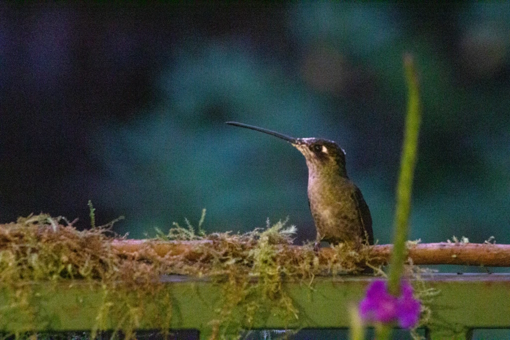 Costa Rica, Viajes Salvajes