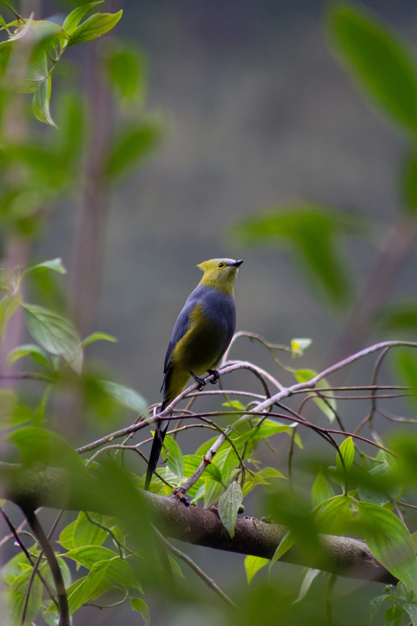 Costa Rica, Viajes Salvajes