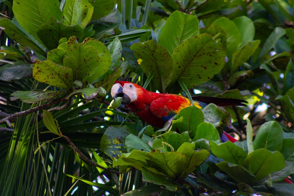 Costa Rica, Viajes Salvajes