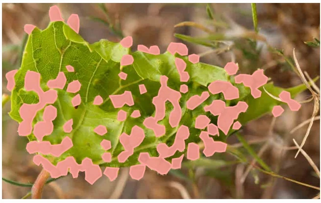 IMGFiloxera-poligonos.webp