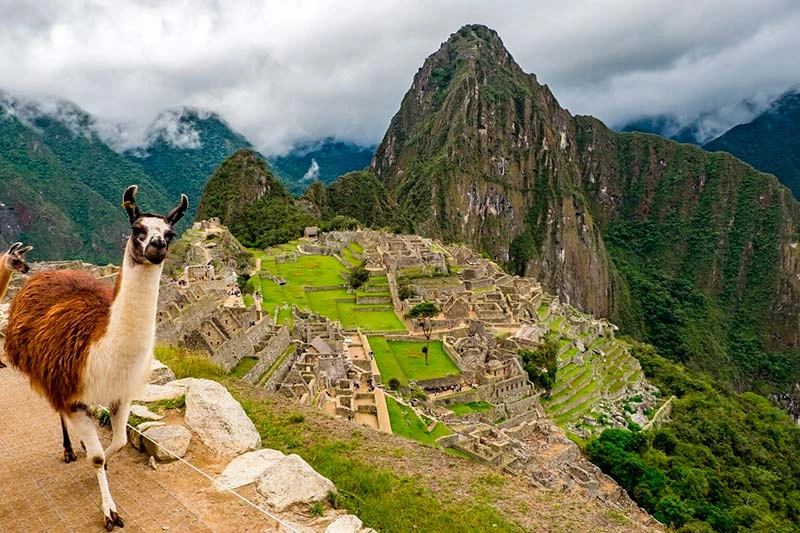 machu-picchu-llama.webp
