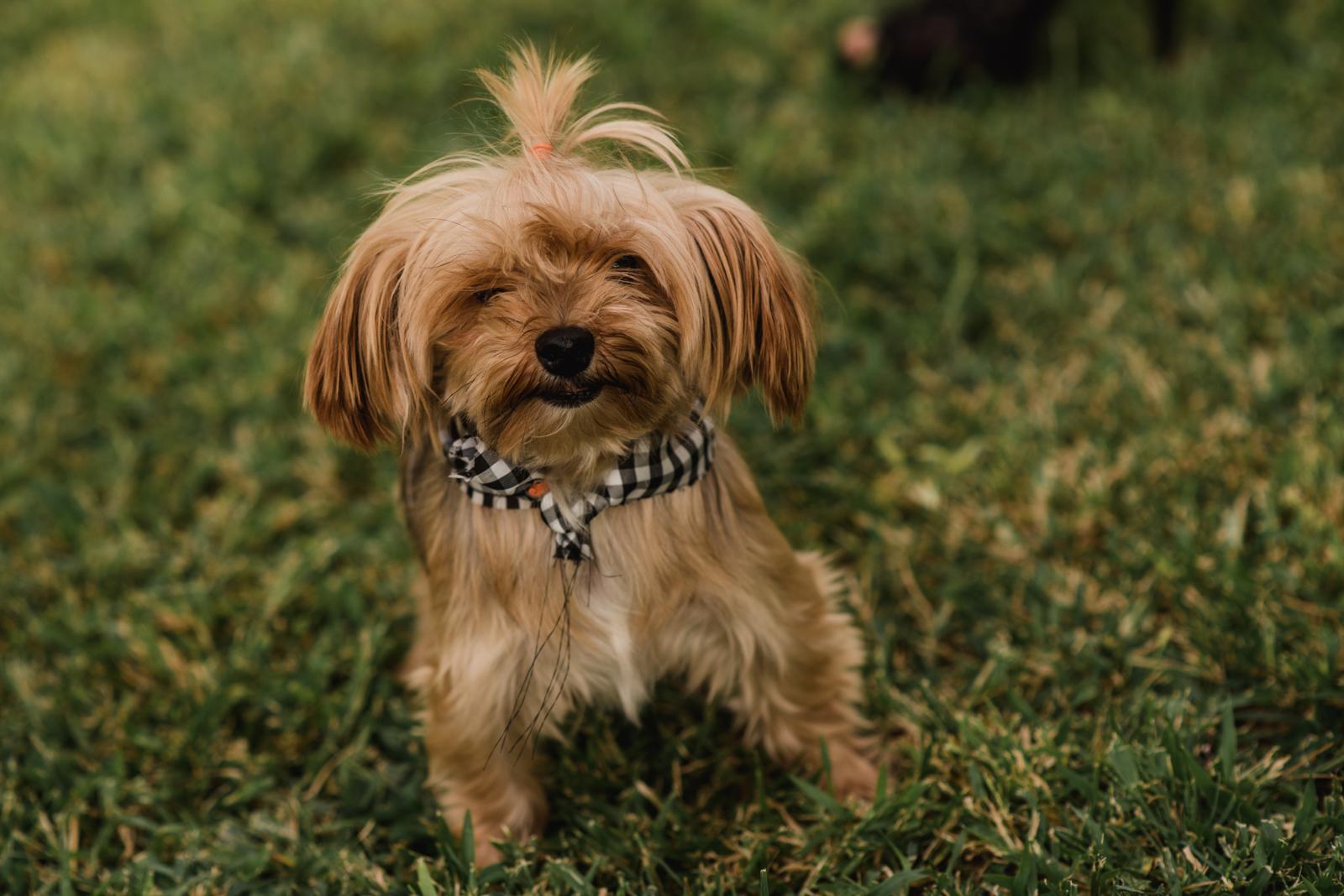 fotos de perrhijos en chihuahua, fotos, familia, perros , mi perro mi familia , mi perro mi hermano , mi perro mi hijo, perrhijos ,familia divirtiendose, mascotas, familia y mascotas , fotos de mascotas en chihuahua, mac y liz , mac y liz foto
