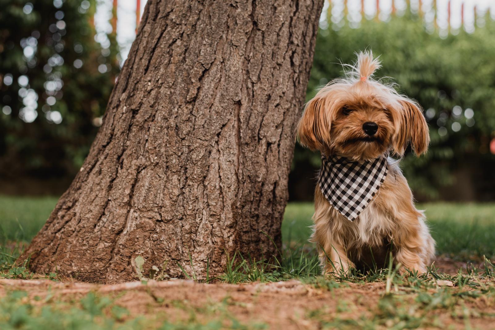 fotos de perrhijos en chihuahua, fotos, familia, perros , mi perro mi familia , mi perro mi hermano , mi perro mi hijo, perrhijos ,familia divirtiendose, mascotas, familia y mascotas , fotos de mascotas en chihuahua, mac y liz , mac y liz foto