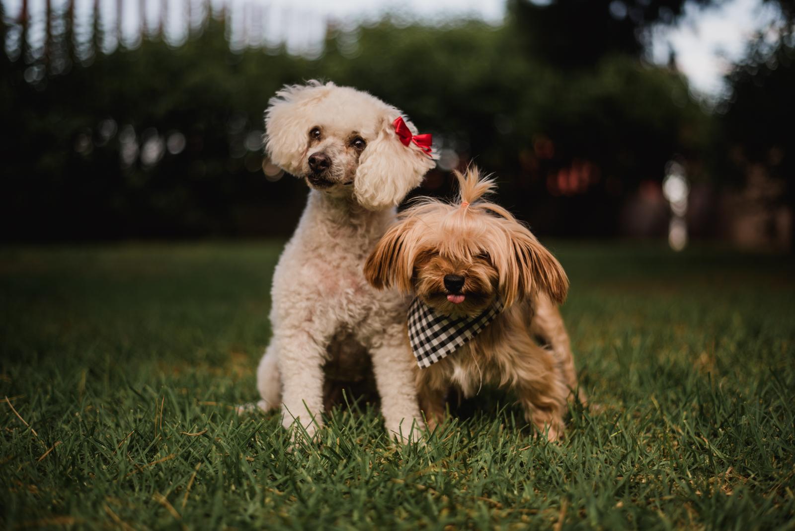 fotos de perrhijos en chihuahua, fotos, familia, perros , mi perro mi familia , mi perro mi hermano , mi perro mi hijo, perrhijos ,familia divirtiendose, mascotas, familia y mascotas , fotos de mascotas en chihuahua, mac y liz , mac y liz foto