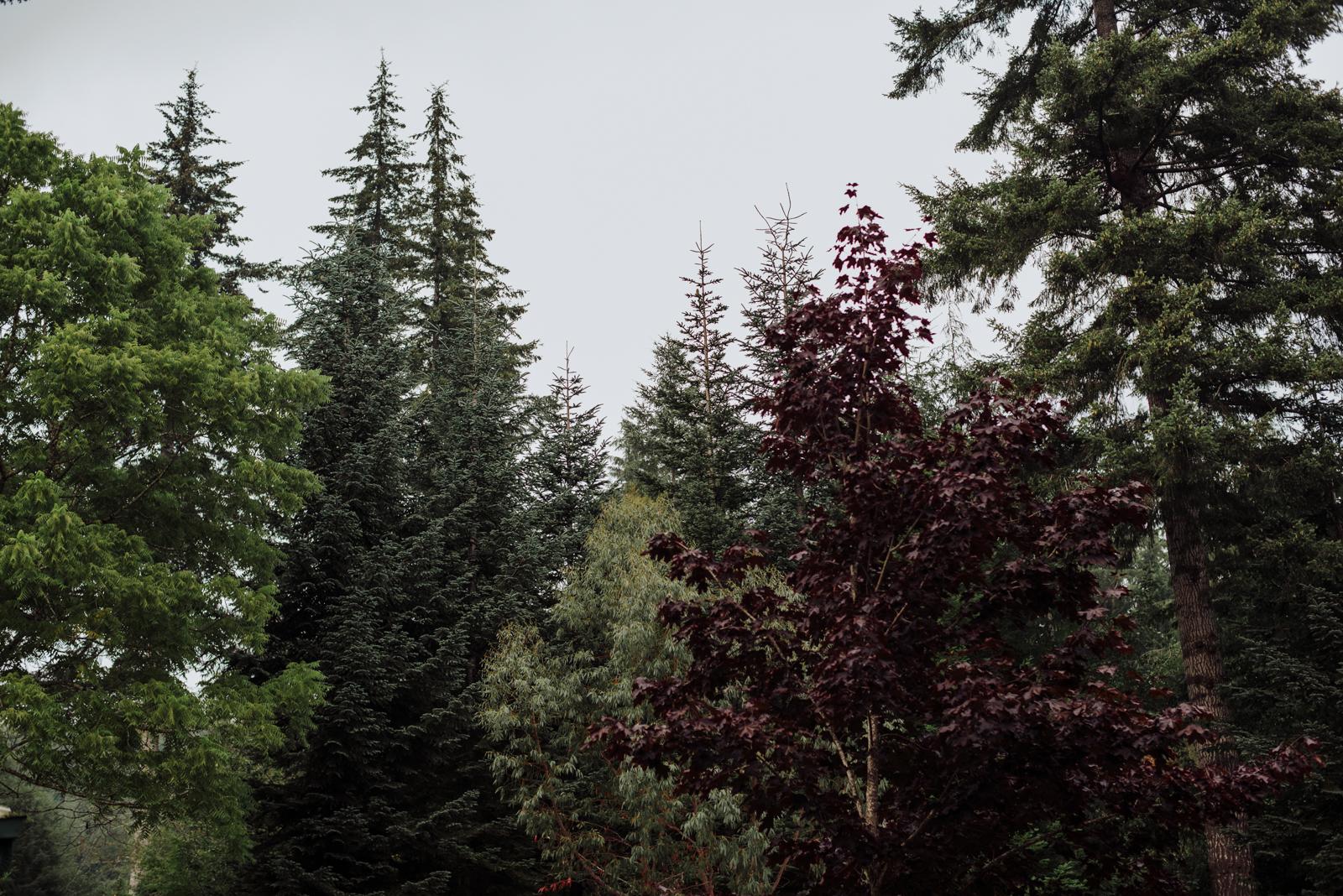 Boda seattle  bosque
