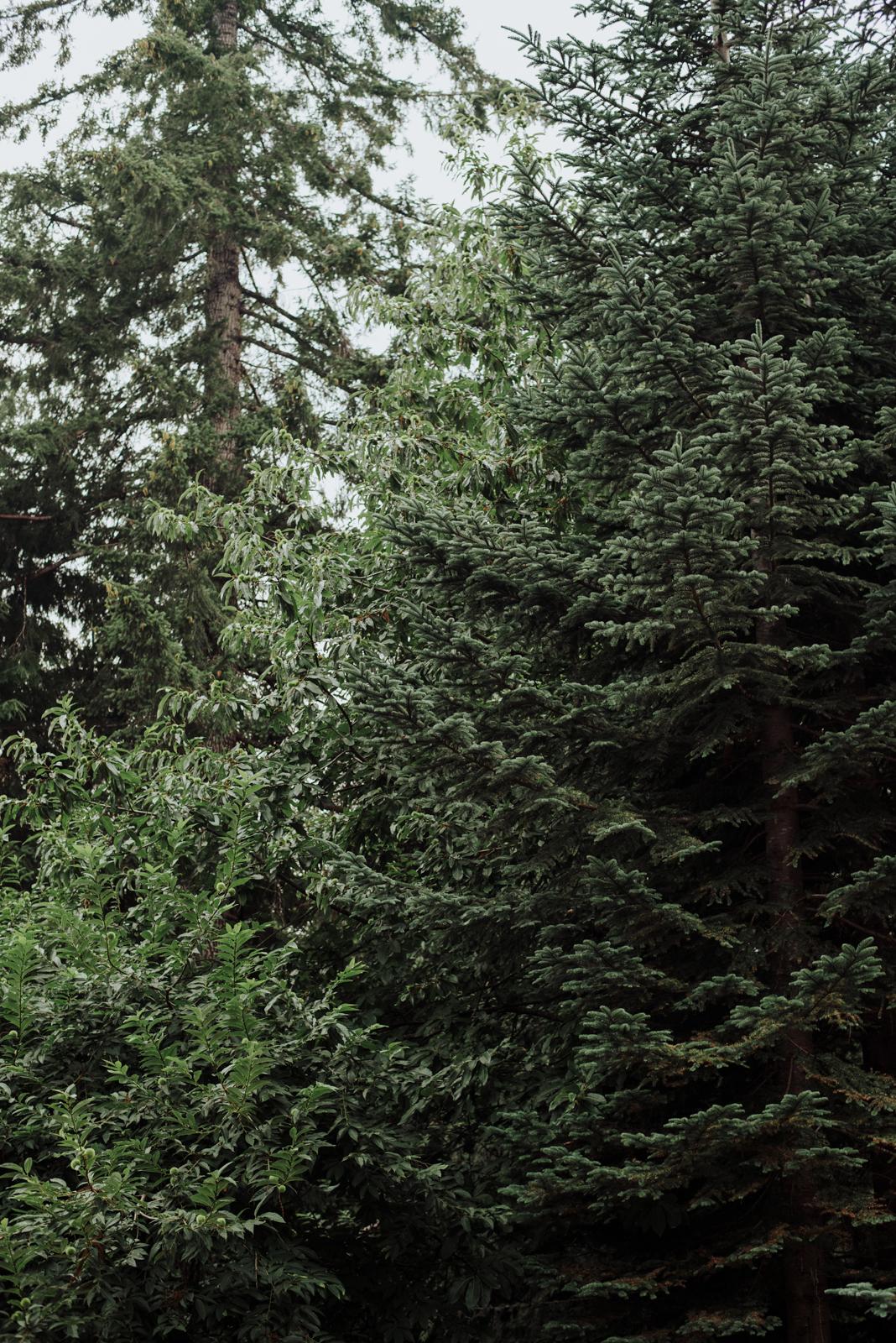 Boda seattle bosque