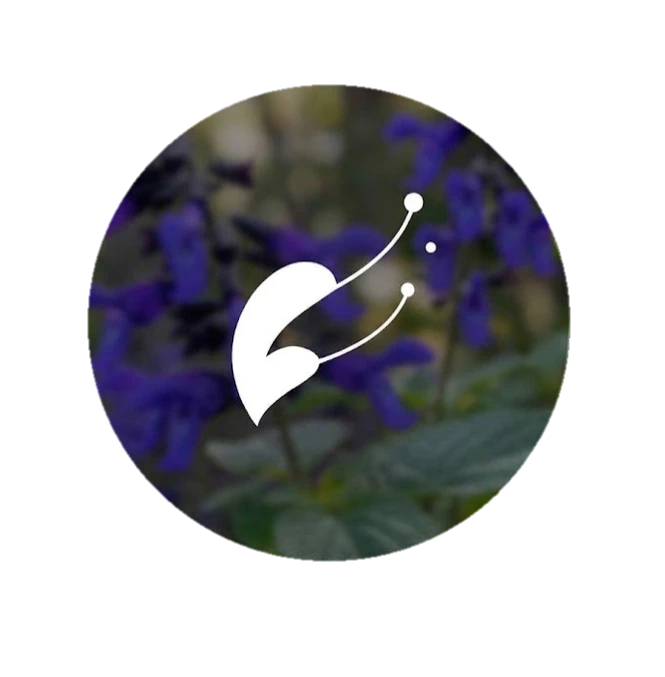 SALVIA