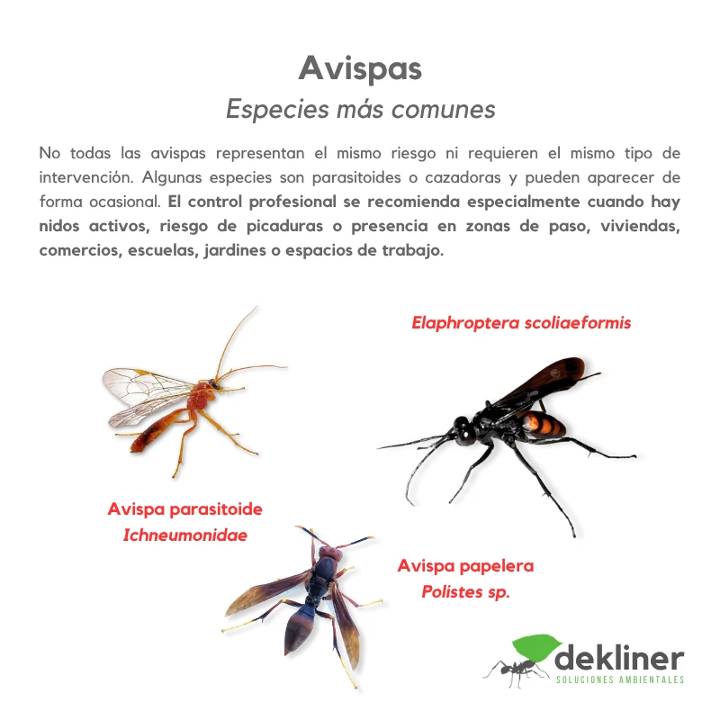 Avispas frecuentes: avispa parasitoide Ichneumonidae, Elaphroptera scoliaeformis y avispa papelera Polistes sp., asociadas a jardines, estructuras y posibles nidos