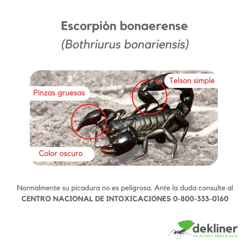 Escorpión bonaerense, Bothriurus bonariensis, con pinzas gruesas, color oscuro y telson simple