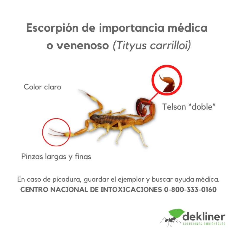 Escorpión o alacrán de importancia médica, Tityus carrilloi, con pinzas largas y finas y telson doble