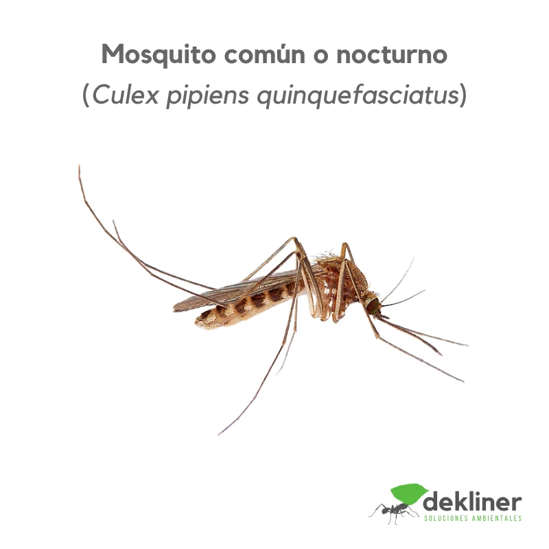 Mosquito común o nocturno, Culex pipiens quinquefasciatus, especie asociada a servicios de control de mosquitos