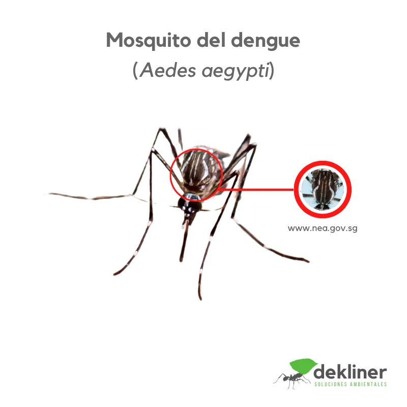 Mosquito Aedes aegypti, vector asociado al dengue, contemplado en servicios de control de mosquitos de Dekliner