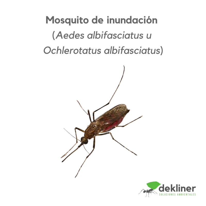 Mosquito de inundación, Aedes albifasciatus u Ochlerotatus albifasciatus, especie asociada a ambientes con acumulación de agua