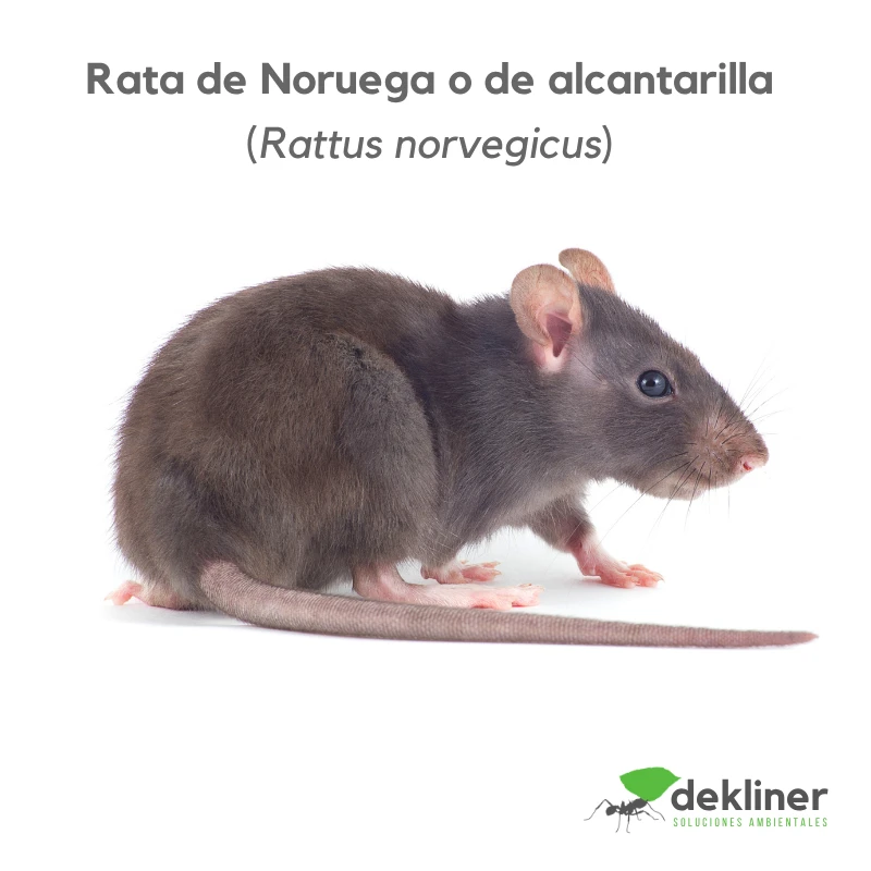 rata