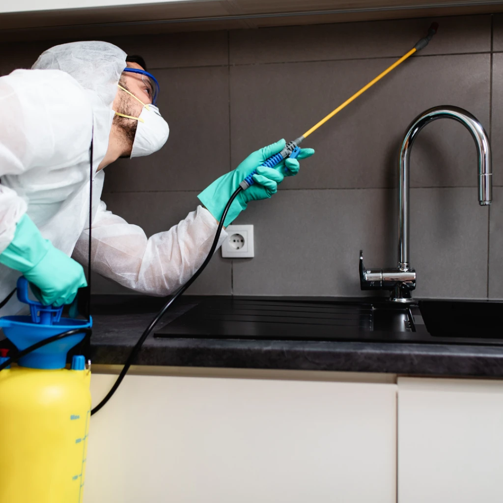 Aplicación profesional para control de plagas en cocina antes de mudarse