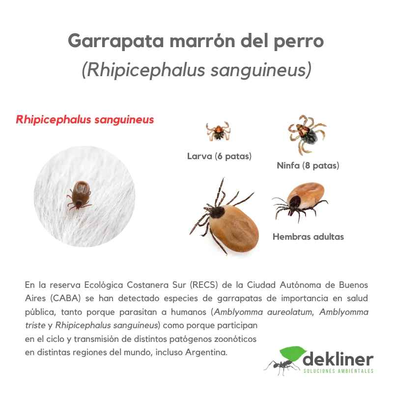 Garrapata marrón del perro, Rhipicephalus sanguineus, con etapas de larva, ninfa y adulto; especie asociada a perros y al control ambiental de garrapatas