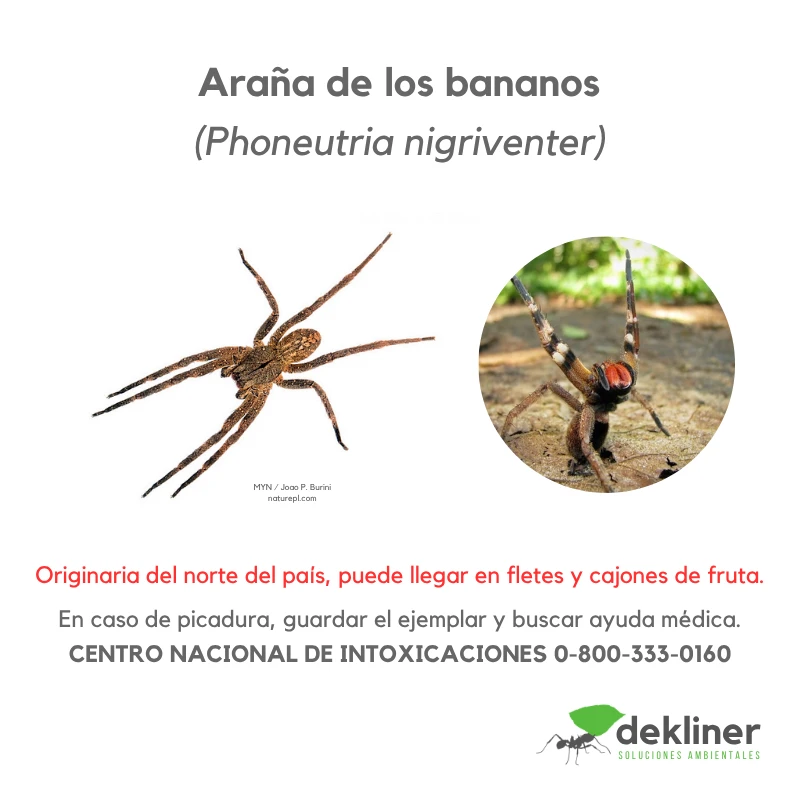 Araña bananera, armadeira, Phoneutria sp., araña de importancia sanitaria incluida en referencias argentinas sobre arañas peligrosas