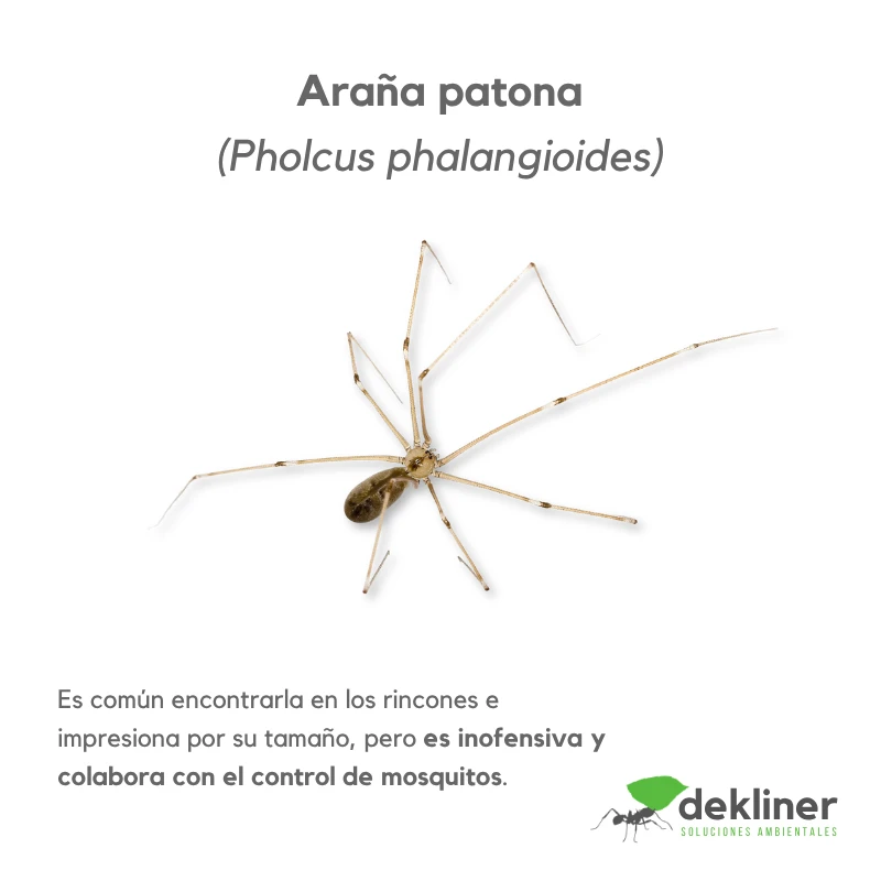 Araña patona, Pholcus phalangioides, especie frecuente en rincones de viviendas; inofensiva para las personas y asociada al control natural de pequeños insectos