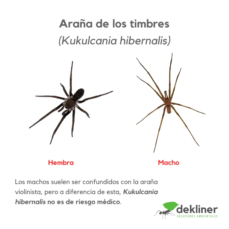 Araña de los timbres, Kukulcania hibernalis, macho y hembra; especie domiciliaria cuyos machos pueden confundirse con la araña violinista pero no es de riesgo médico