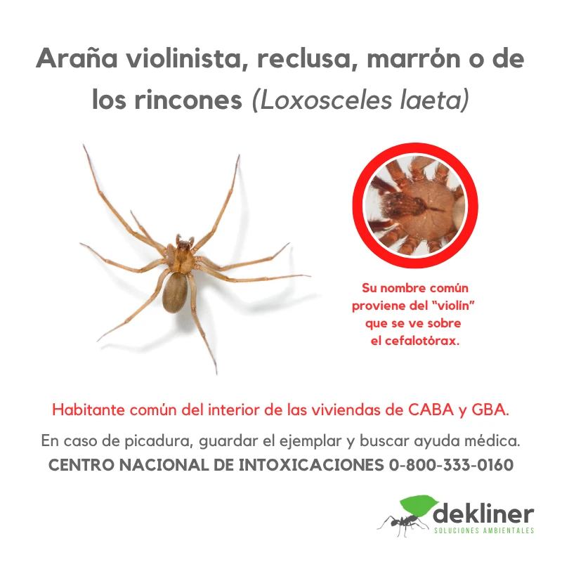 Araña violinista o araña de los rincones, Loxosceles laeta, especie de importancia sanitaria asociada a ambientes domiciliarios