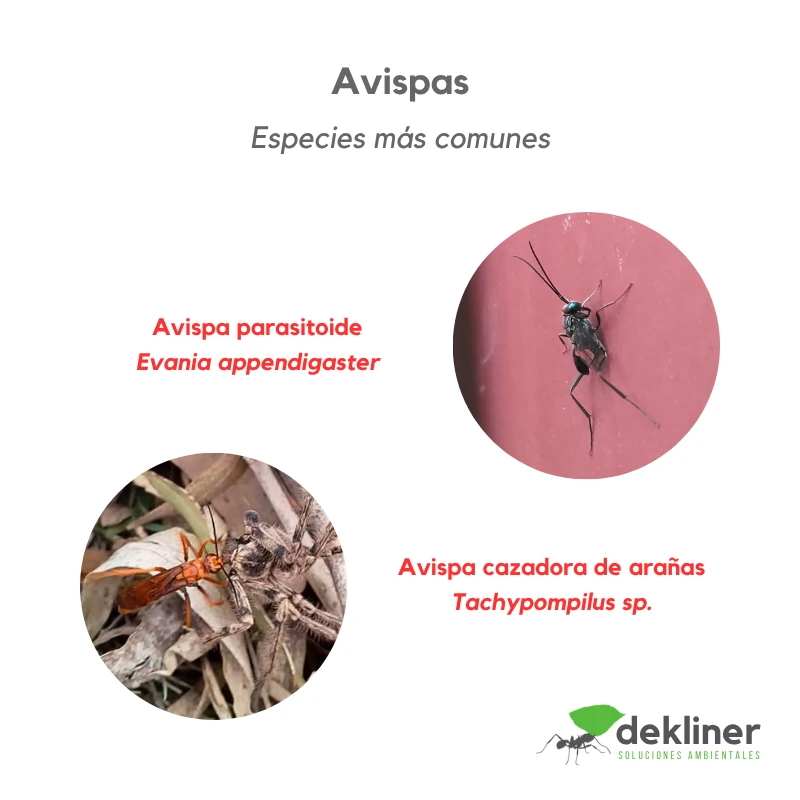 identificador-avispas-parasitoides-evania-appendigaster-tachypompilus-cazadora-aranas-dekliner