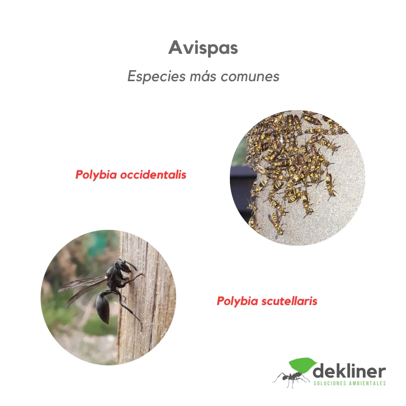 Avispas del género Polybia, Polybia occidentalis y Polybia scutellaris, especies sociales que pueden formar nidos en estructuras, jardines o espacios exteriores