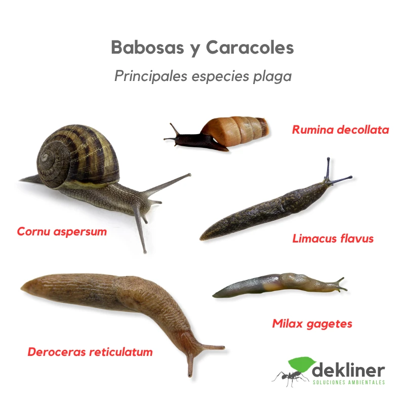 Babosas y caracoles considerados plaga en jardines, patios y huertas: Cornu aspersum, Rumina decollata, Limacus flavus, Deroceras reticulatum y Milax gagates