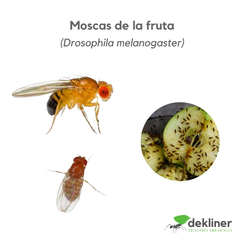 Mosca de la fruta o mosquita de cocina, asociada a frutas maduras, residuos orgánicos, fermentación y superficies de preparación de alimentos