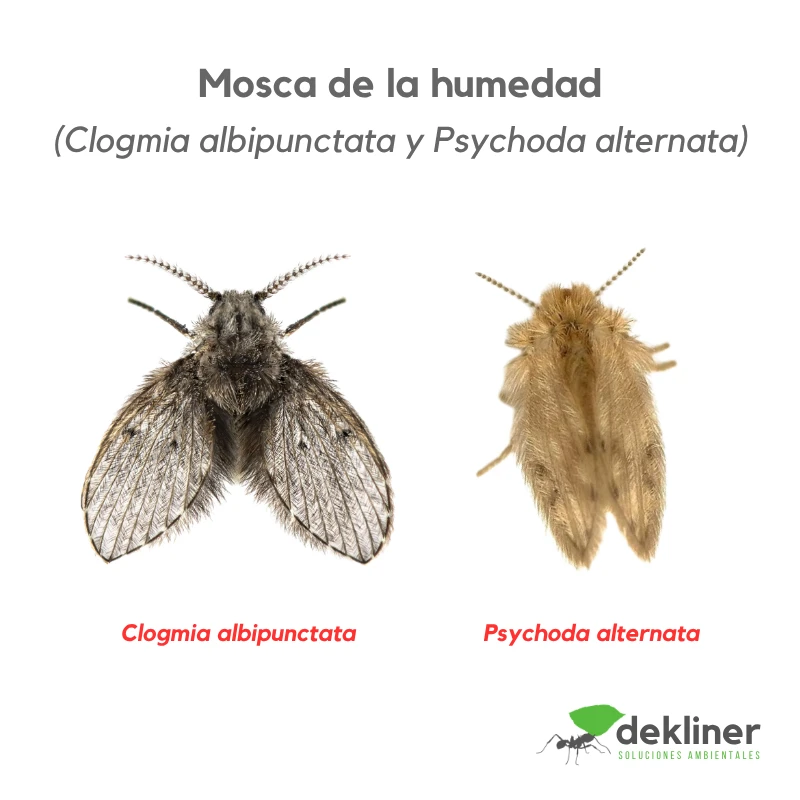 Mosca de la humedad o mosca de drenaje, Clogmia albipunctata y Psychoda alternata, asociadas a desagües, cañerías y materia orgánica acumulada