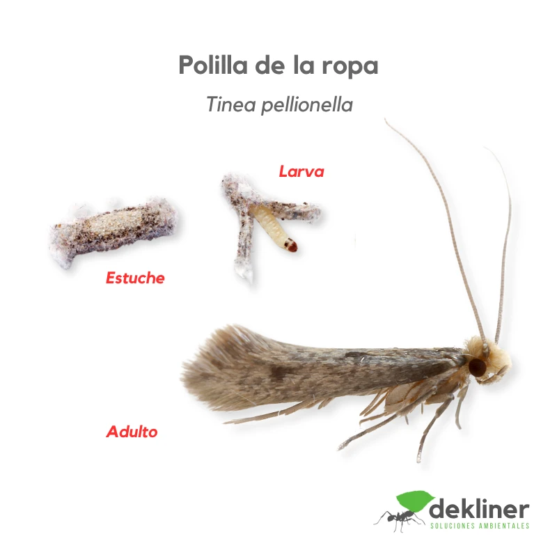 Polilla de la ropa, Tinea pellionella, con estuche, larva y adulto; especie asociada al daño en textiles, prendas guardadas, lana, alfombras y tapizados
