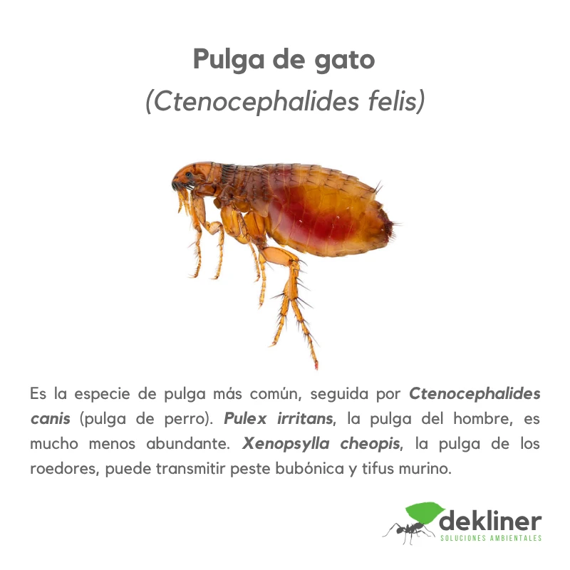 Pulga de gato, Ctenocephalides felis, especie frecuente en perros y gatos; placa informativa sobre control ambiental de pulgas y pulgas asociadas a roedores