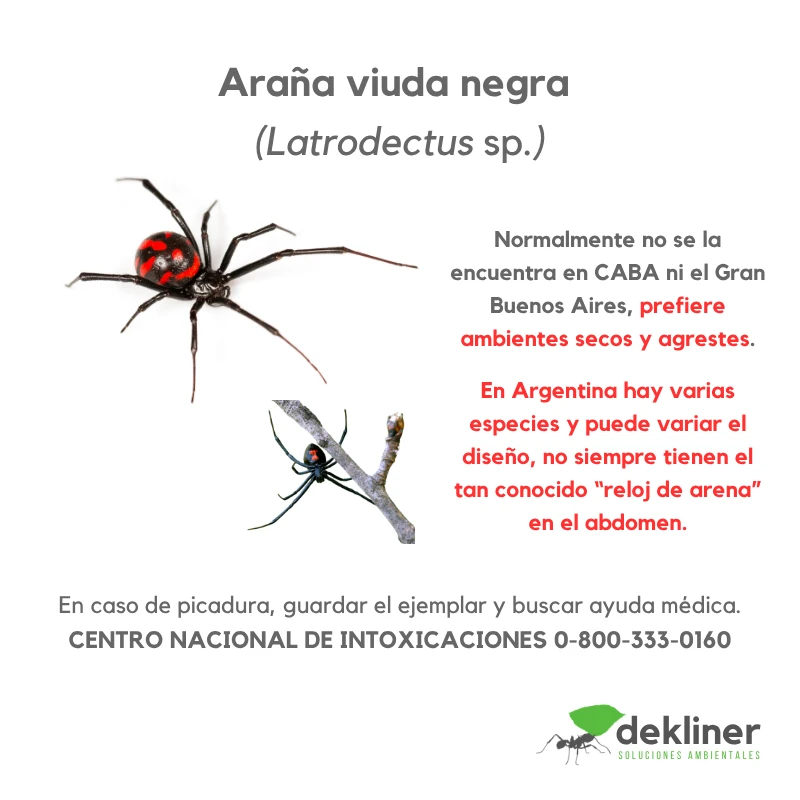 Viuda negra, Latrodectus sp., araña de importancia sanitaria contemplada en el identificador de arañas de Dekliner