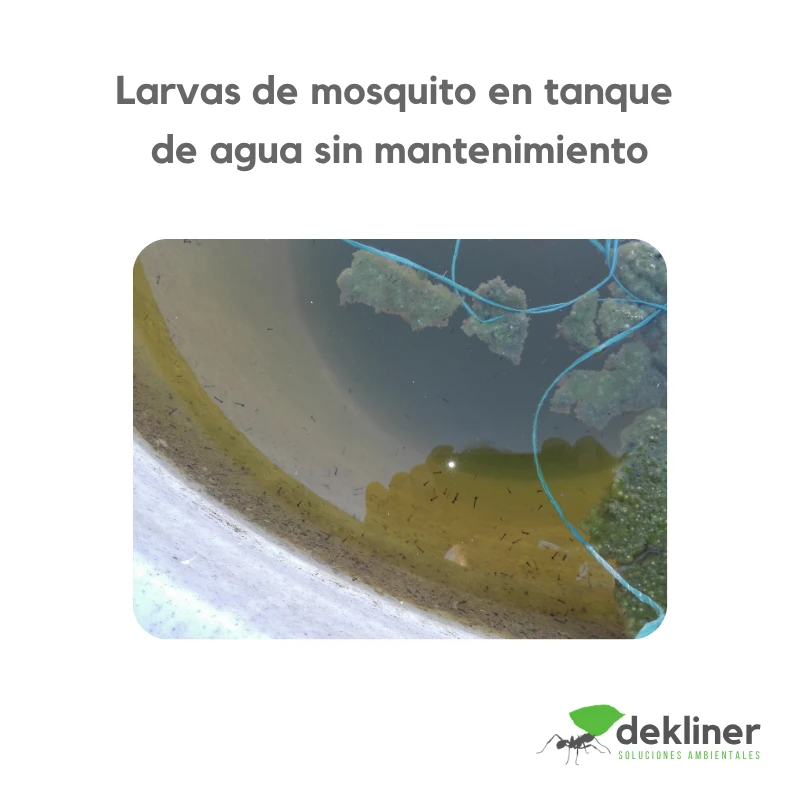 Larvas de mosquito en tanque de agua sin mantenimiento, situación prevenible con limpieza y desinfección periódica de tanques