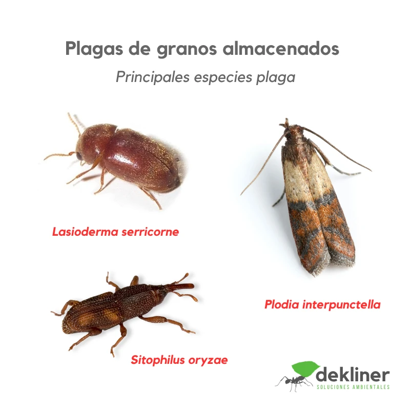 Plagas de granos y alimentos almacenados: Lasioderma serricorne, Plodia interpunctella y Sitophilus oryzae, asociadas a harinas, arroz, cereales, semillas y productos secos