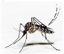 Enfermedades transmitidas por mosquitos